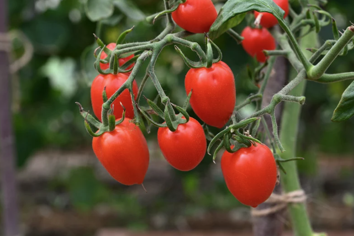 tomatoes