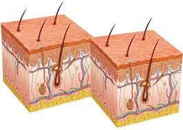 Follicles - Hormonal Hair Loss